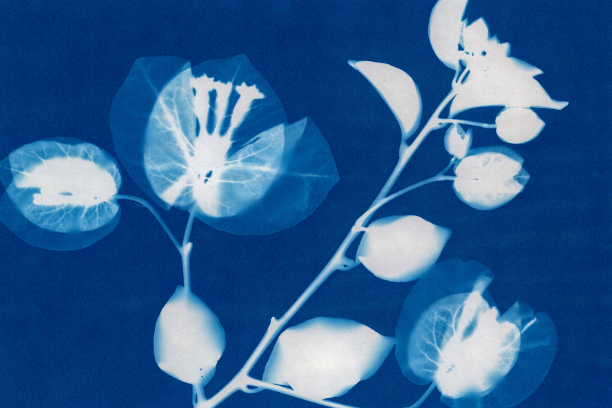 atelier cyanotype
